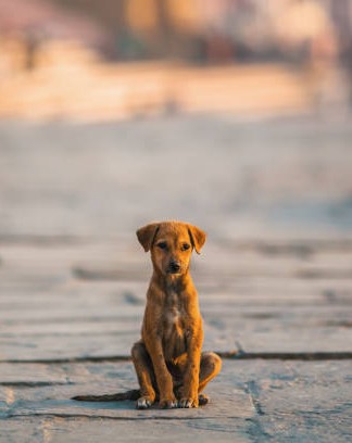 Rescue dog looking at camera with hopeful eyes